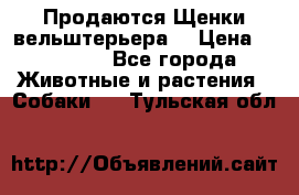 Продаются Щенки вельштерьера  › Цена ­ 27 000 - Все города Животные и растения » Собаки   . Тульская обл.